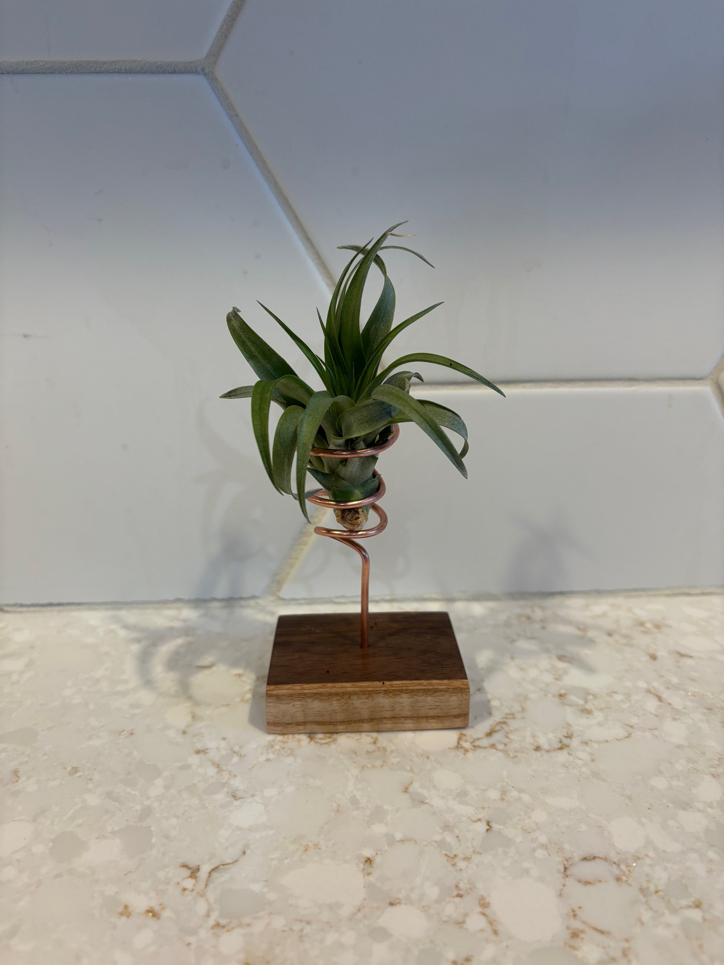 Wire Air Plant Holder | RAB Woodworking